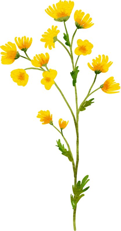 Yellow Wildflowers Illustration