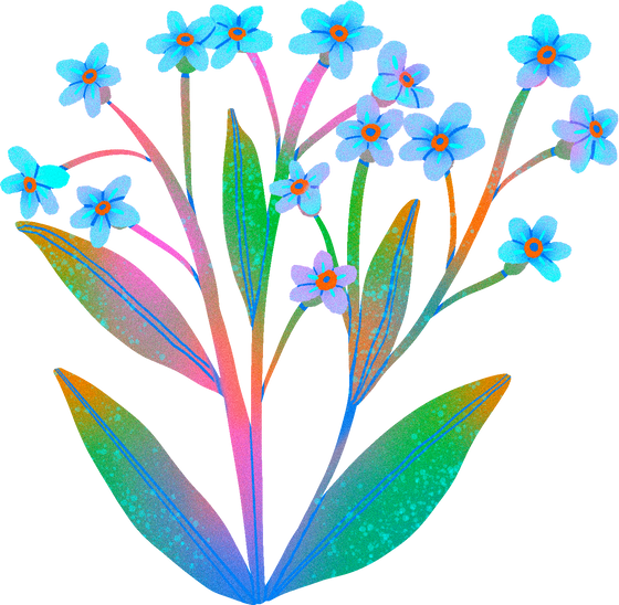 Vibrant Grainbow Forget Me Not Flowers